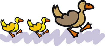 ducks